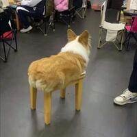 Pegleg the puppy