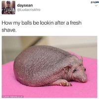 Shaved balls