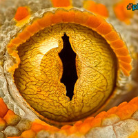 Eye of a Tokay Gecko