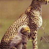 furry-baby-cheetah