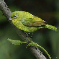Female Painted Bunting by Roy Young