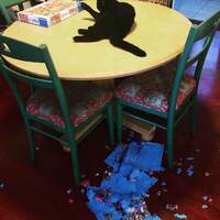 Puzzling cat behavior