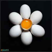 my funny picture collection egg2