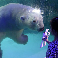 Polar bear friend