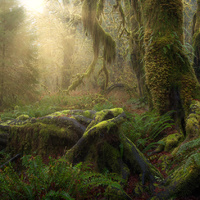 Olympic Rainforest by Yuriy Garnaev