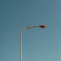 A small bird perched on a street lamp by Takashi Sakamoto