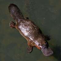 playful platypus