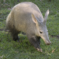 also, aardvarks