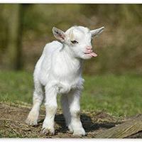 Lots of shitty unrest lately. So here's a baby goat. 