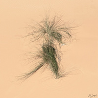 Desert Sedge Grass by Ed Sanford
