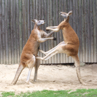 Fighting red kangaroos