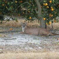 Florida panther in orange tree shade