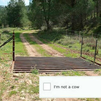 i'm not a cow