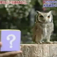 Owl turns into cat!?!