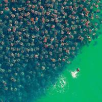 thousands of Devil Rays as they mass off the coast of California