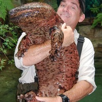 Giant Japanese Salamander