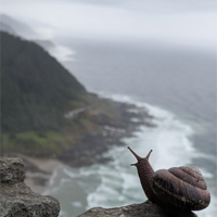 Snail surveying the lands