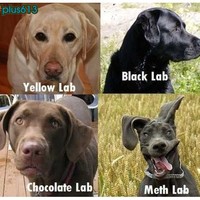 Lab Breeds