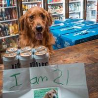 why would a dog drink lite beer?
