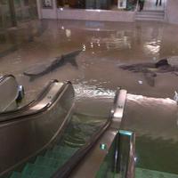 Ground floor - ladies wear, shoes and sharks