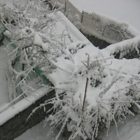 Snow in Genova, March 2005, a tree