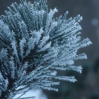Frosty branch Scotland