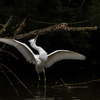 Little Egret by Mariano San JosÃ© GonzÃ¡lez