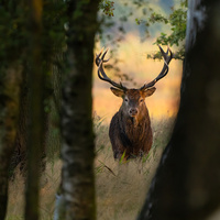 Red deer (Cervus elaphus) by Danijel TurnÅ¡ek