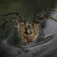 Guardian of the silken lair by Atul Saluja