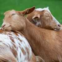peace goats