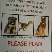 Puppy development
