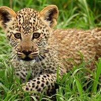 Leopard cub in Tanzania