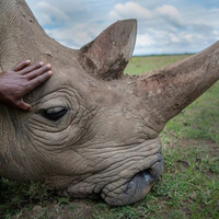 One of the last two northern white rhinos on the planet