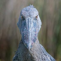 Shoebill stork, death stare, Uganda 1