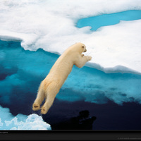 polar bears are just cool