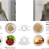 ageing monkey study says what you should eat
