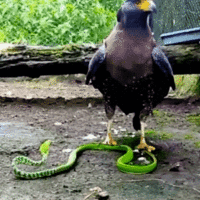 like a BOSS