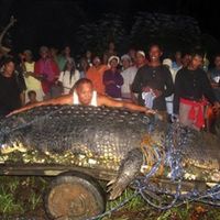 2,370lb. - 20' Long Saltwater Croc Captured in Manilla