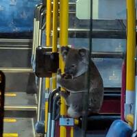 Koala rides the bus