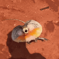 Welcome to the outback mate