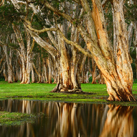 Beauty in Australia, commonly associated with water, tree colours typical harsh.
