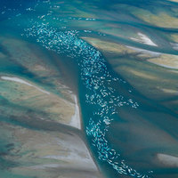 Beluga Whales, Nunavut Inlet, Canada