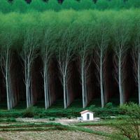 Tree farm