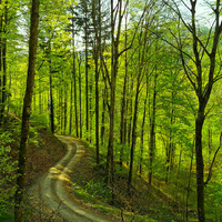 Wallpaper - Road In A Spring Forest