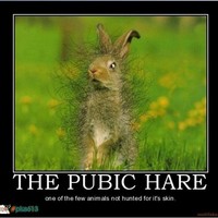 Pubiv Hare