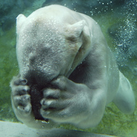 polar bears are so cute