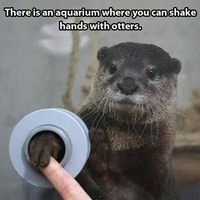 Otter hi-5!