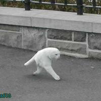 2 legged cat