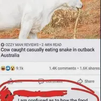 If a cow ever got the chance, he'd eat you and everyone you care about