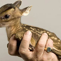tiny baby deer